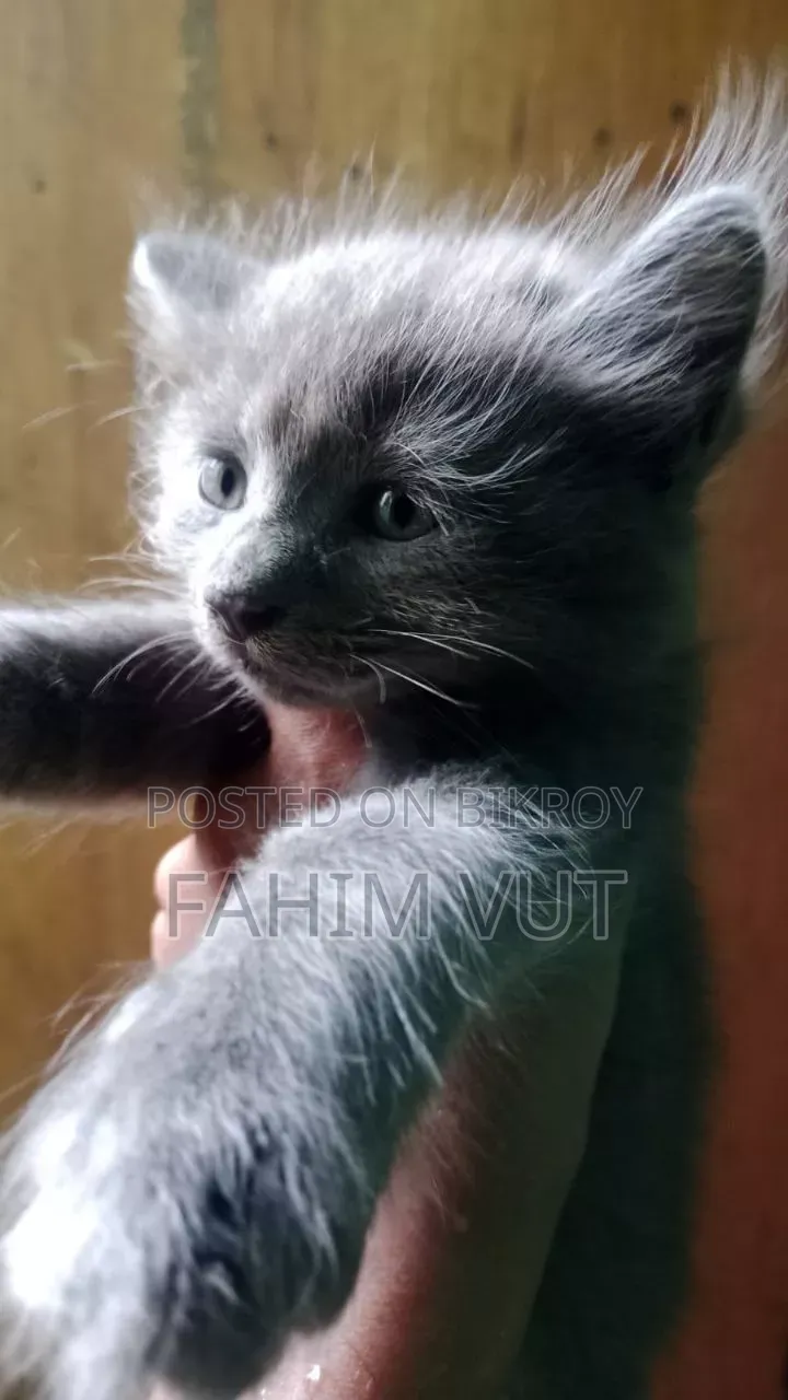 1-3 Months Male Mixed Breed Manx
