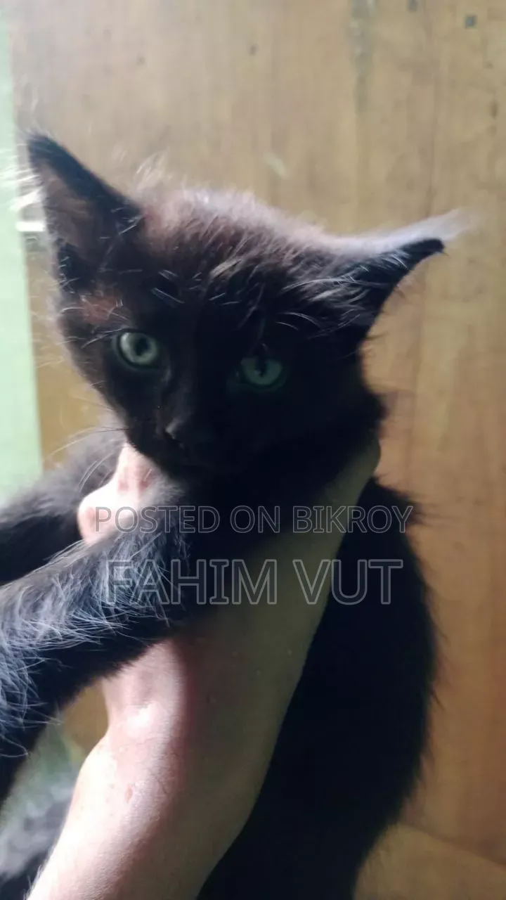 1-3 Months Male Mixed Breed Manx
