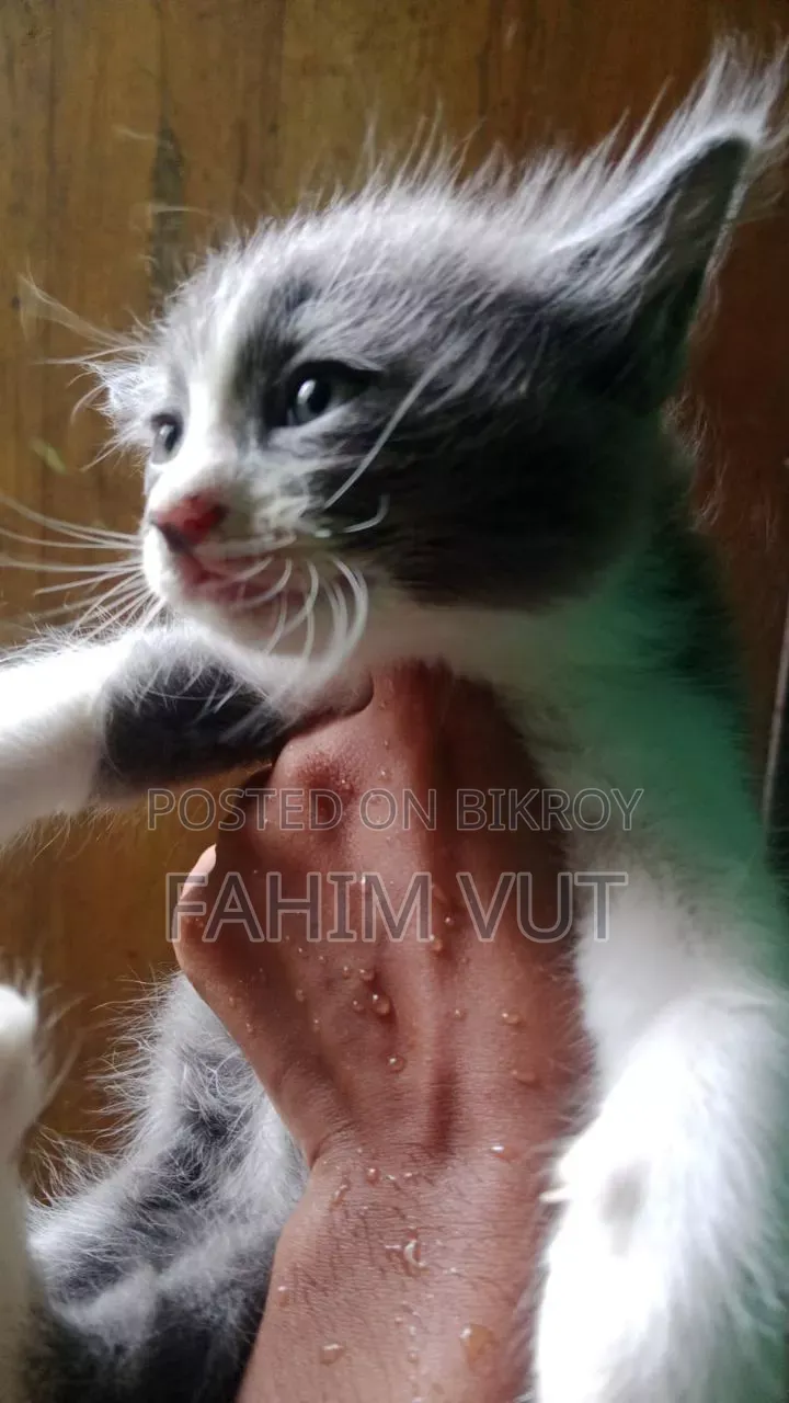 1-3 Months Male Mixed Breed Manx