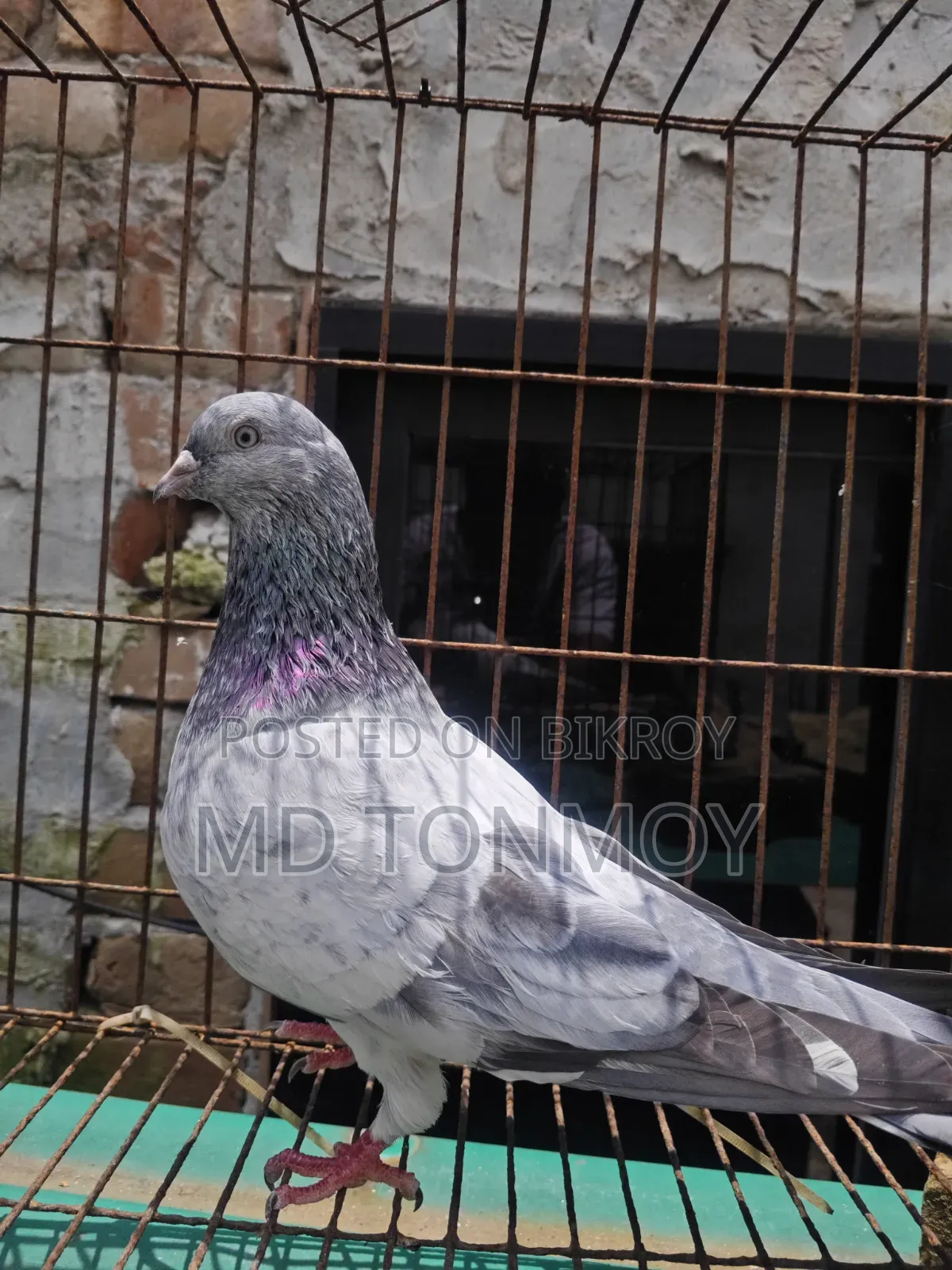 Male Pigeon Big Size Narayanganj, Jalkuri
