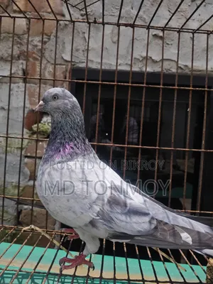 Male Pigeon Big Size Narayanganj, Jalkuri