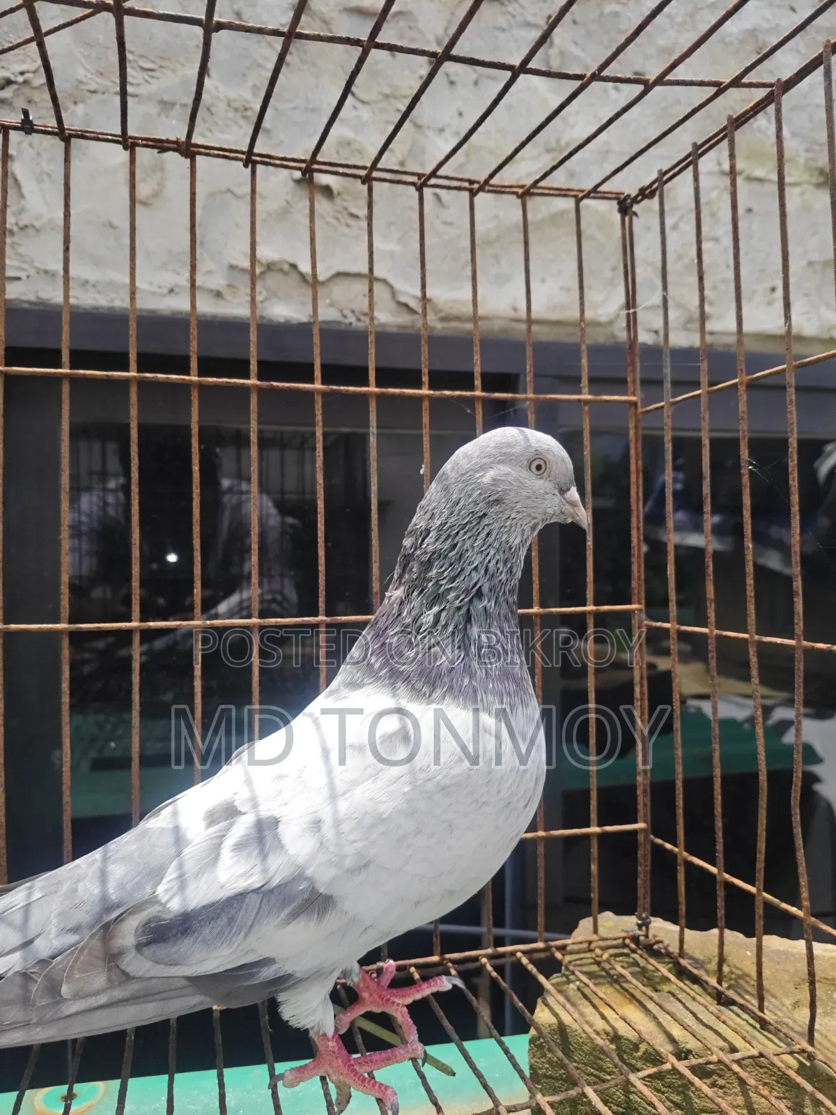 Male Pigeon Big Size Narayanganj, Jalkuri