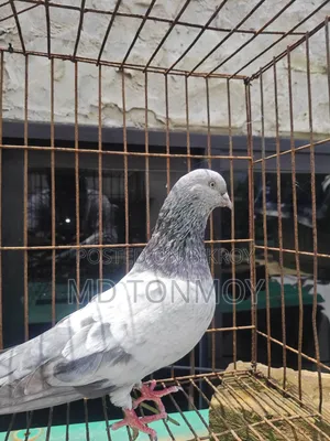 Male Pigeon Big Size Narayanganj, Jalkuri