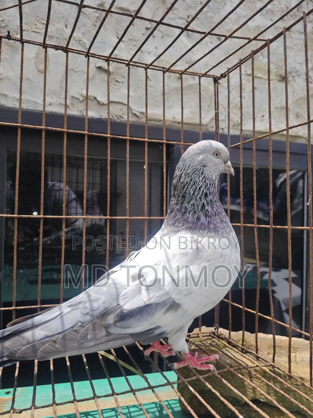 Male Pigeon Big Size Narayanganj, Jalkuri