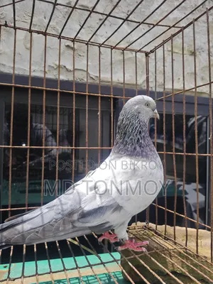 Male Pigeon Big Size Narayanganj, Jalkuri