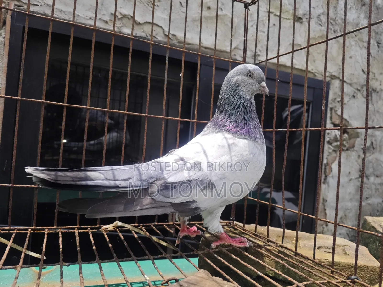 Male Pigeon Big Size Narayanganj, Jalkuri