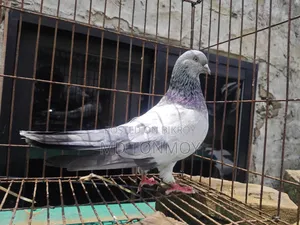 Male Pigeon Big Size Narayanganj, Jalkuri