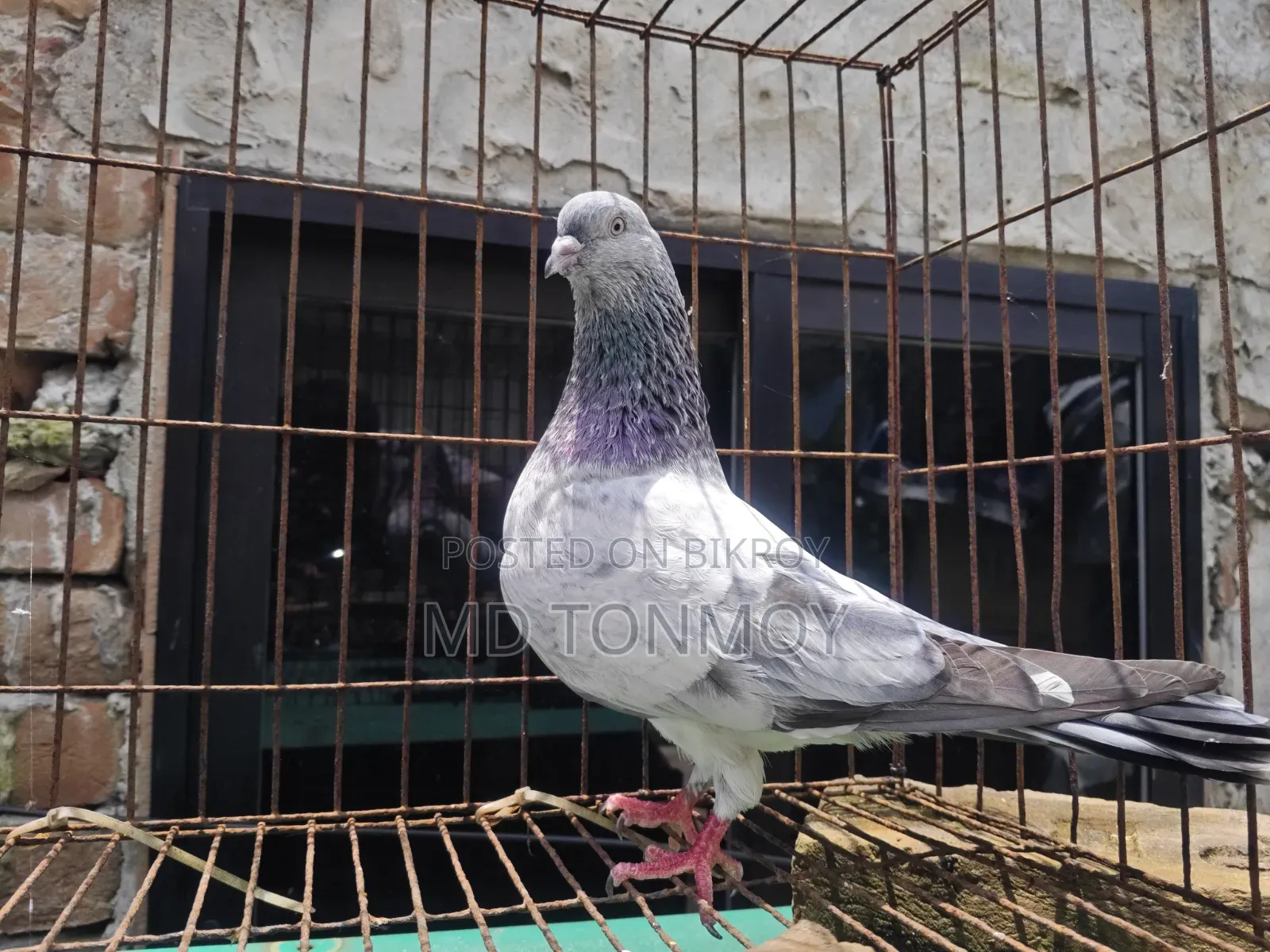Male Pigeon Big Size Narayanganj, Jalkuri