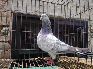 Male Pigeon Big Size Narayanganj, Jalkuri