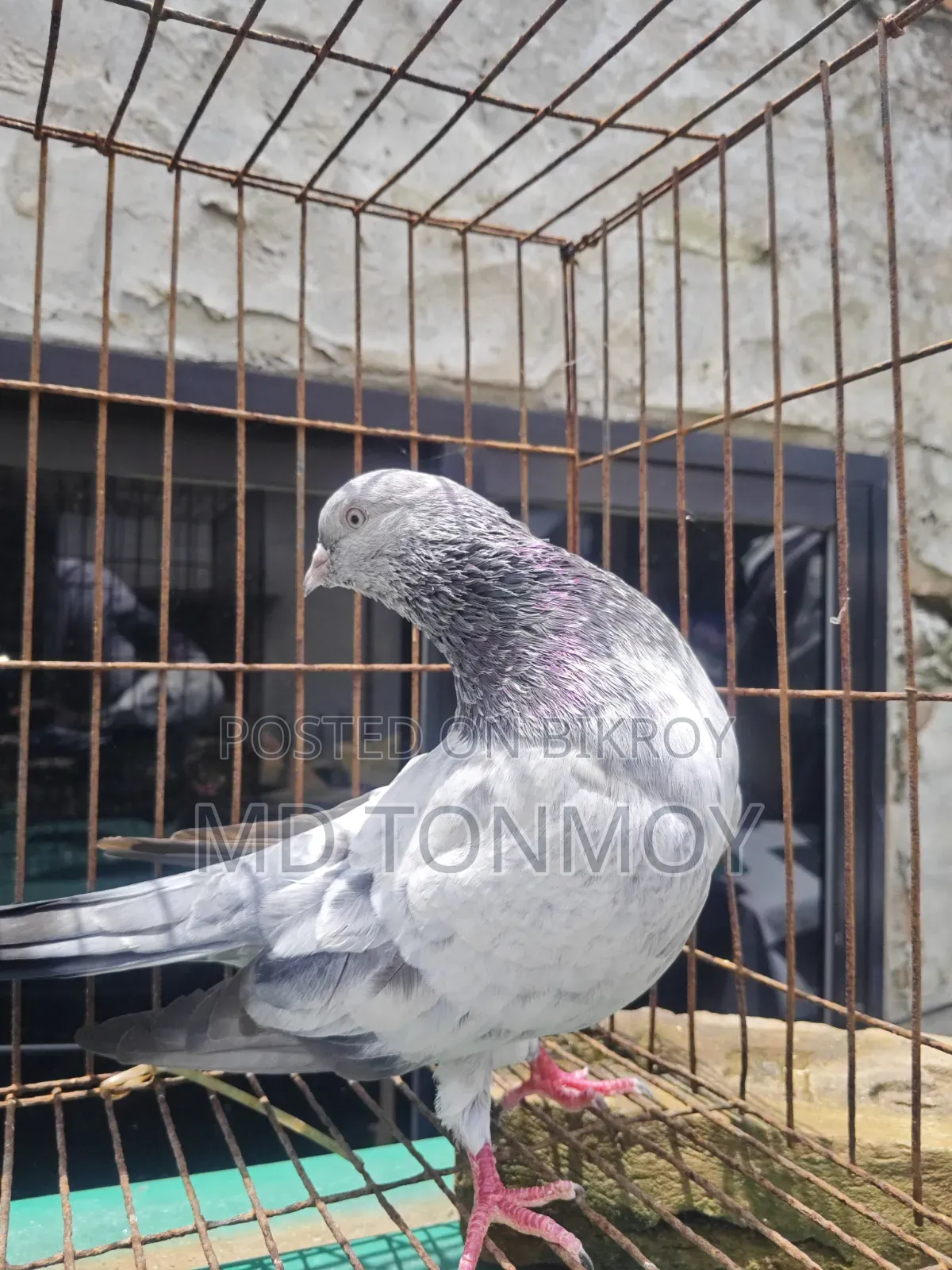 Male Pigeon Big Size Narayanganj, Jalkuri