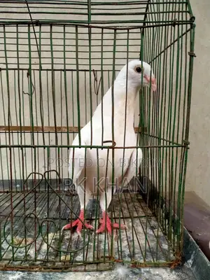 White Barb Huma Nor