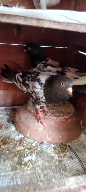 রানিং কামাগার কবুতর জোড়া (ডিম-বাচ্চা গ্যারান্টি )