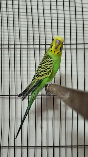 গ্রিন ক্লাসিক মেল