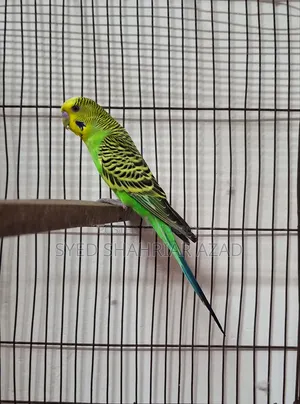 গ্রিন ক্লাসিক মেল