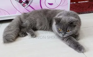6-12 Months Male Purebred Persian