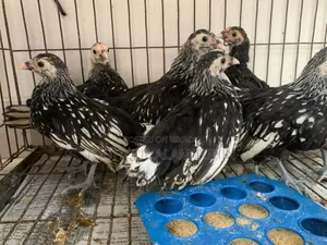 সেব্রাইট মুরগীর বাচ্চা বিক্রি হবে