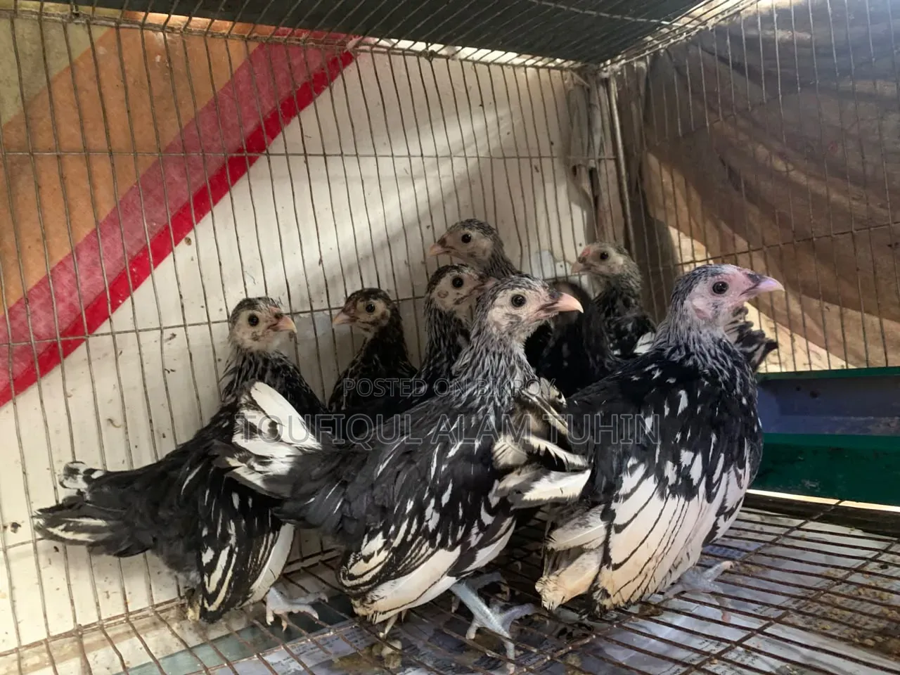 সেব্রাইট মুরগীর বাচ্চা বিক্রি হবে