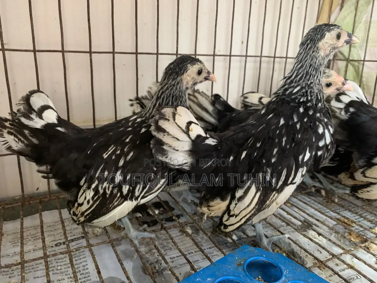 সেব্রাইট মুরগীর বাচ্চা বিক্রি হবে