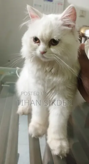 1-3 Months Female Purebred Persian