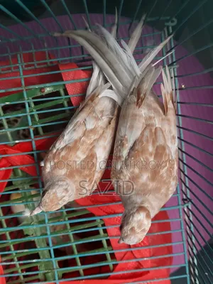 Red Diamond Dove