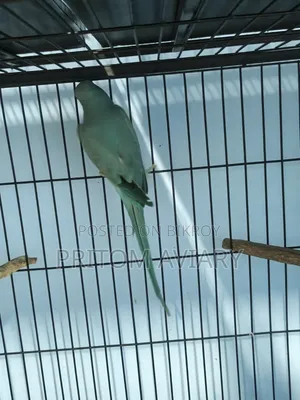 indian ringneck pair for sale