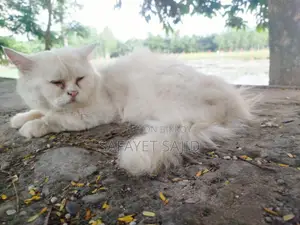 6-12 Months Male Purebred Persian