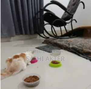 ৬-১২ মাস বয়সী ফিমেল মিক্সড ব্রিড পার্সিয়ান