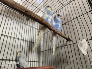 রেইনবো বাজরিগার পাখি