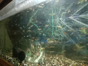 Guppy Mosaic