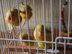 লাভ বার্ড বেবি
