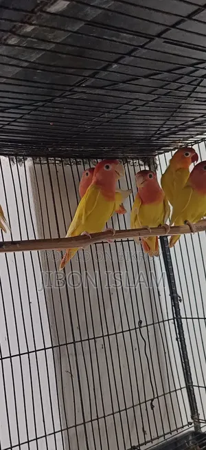 Red Heat Opaline Love Birds