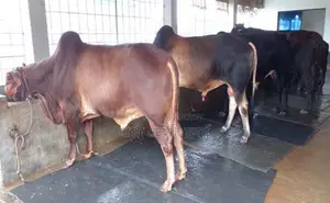 ৩টি এড়ে ষাঁড় গরু বিক্রয় হবে।(১৪৬১নং)