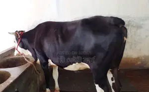 ১৪৬২নং বকনা বিক্রয় হবে ভালো জতের ।