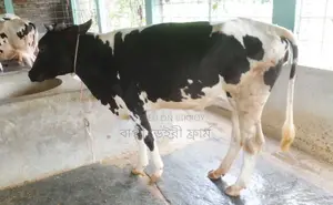 ১৪৬৩নং বকনা গরু ভালো জাতের ।