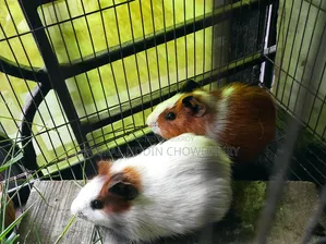 Guinea Pig New Adult Pair