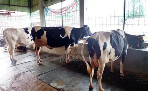 ১৪৬৪ নং ৩টি গাভী বিক্রয় হবে ভালো জাতের।