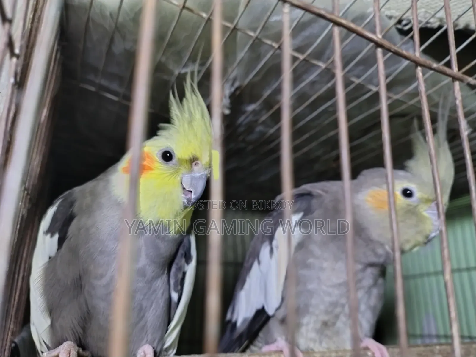 কোকেটিল পাখি