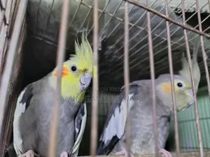 কোকেটিল পাখি