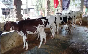 5 Improved Breed Heifers for Sale No. 1465