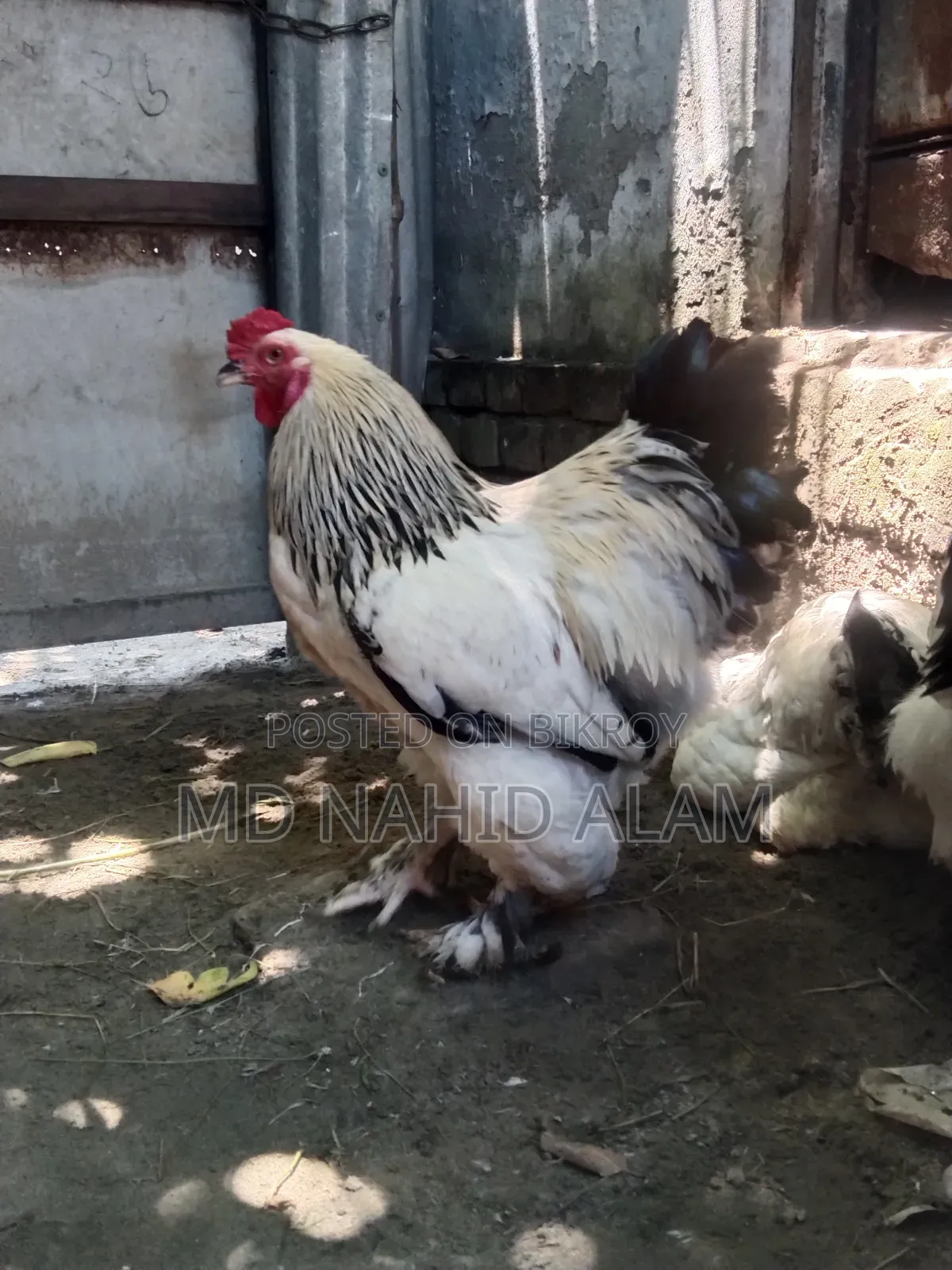 ব্রাহামা মুরগির বিচ ডি