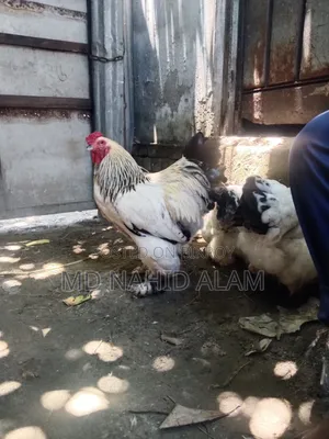 ব্রাহামা মুরগির বিচ ডি