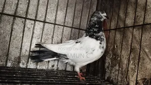 গিরিবাজ মাদি কবুতর