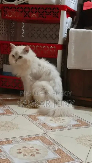 6-12 Months Male Purebred Persian