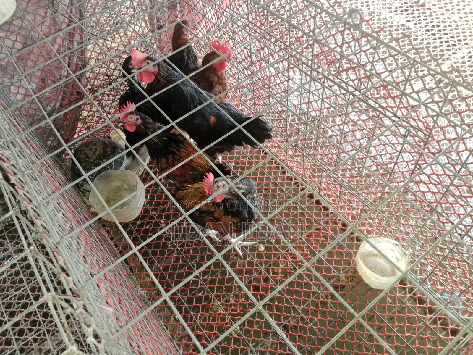 দেশি মুরগি