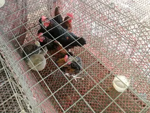 দেশি মুরগি