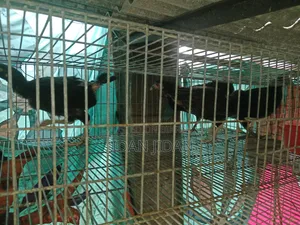 দেশি মুরগি