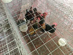 দেশি মুরগি