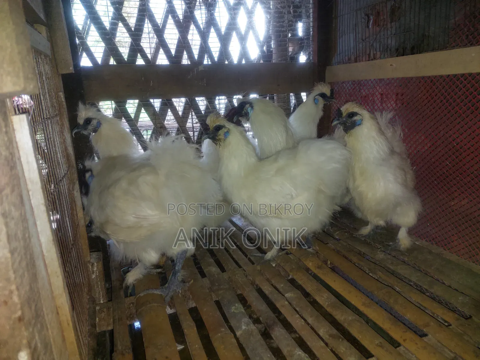 সিল্কি মুরগী বিক্রি করা হবে