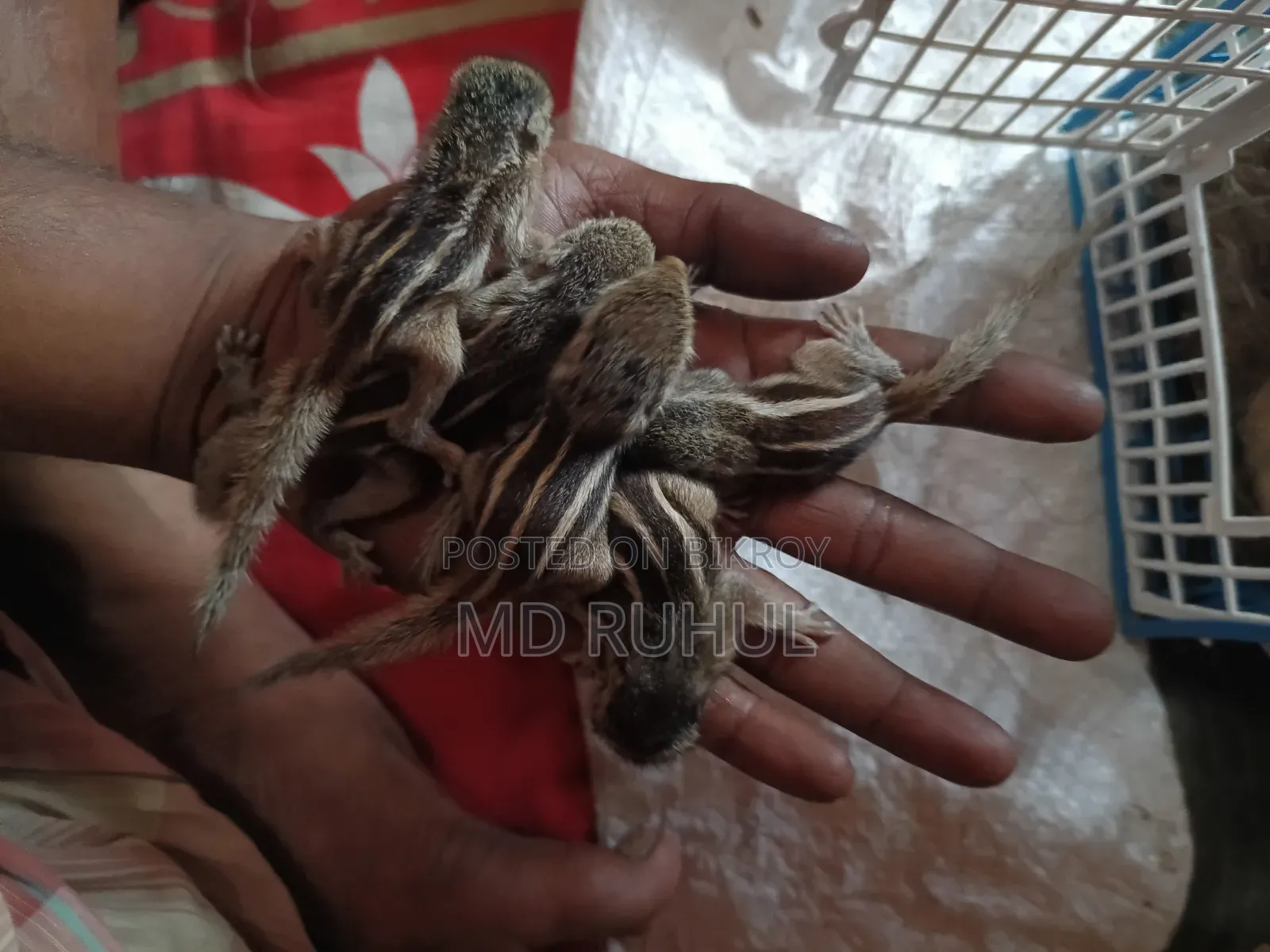 কাট বিরাল টেম সাইজ বাচ্চা,
