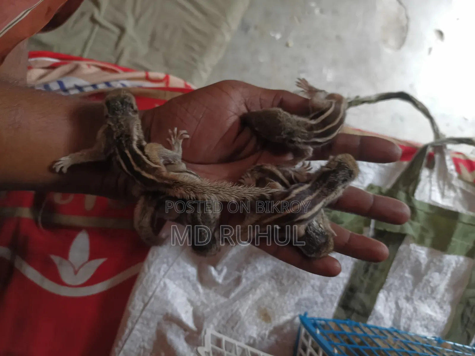 কাট বিরাল টেম সাইজ বাচ্চা,